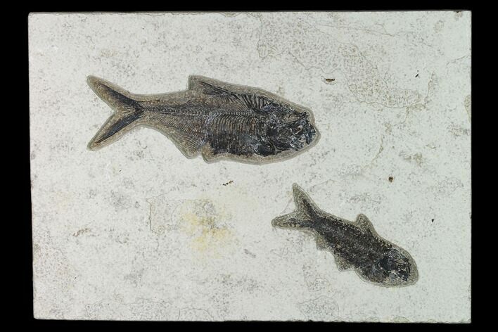 Fossil Fish (Diplomystus) - Green River Formation - Inch Layer #138608